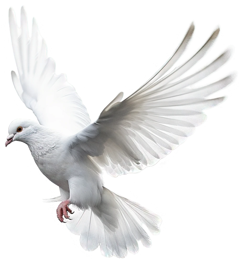 Dove